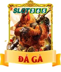 đá gà slot365
